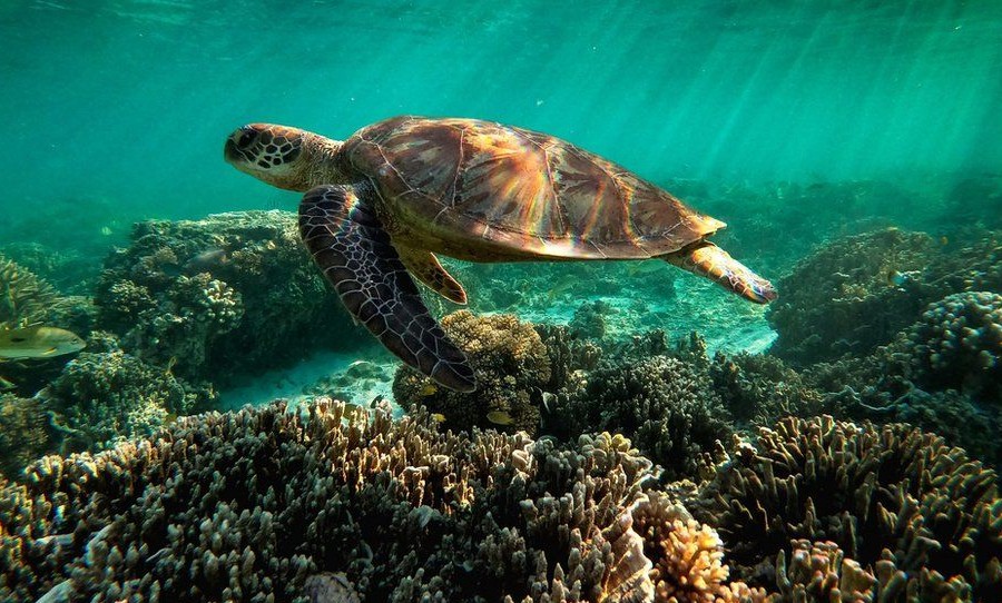 image of turtle in Great Barrier Reef