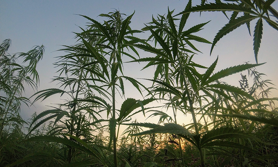 Cannabis Legalisation Australia Adam Bandt