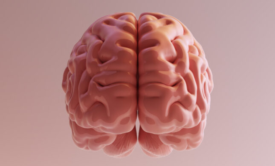 brain testis similar similarities cells study