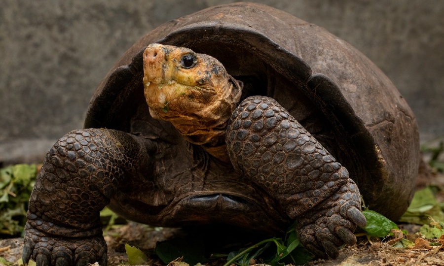 fernandina tortoise
