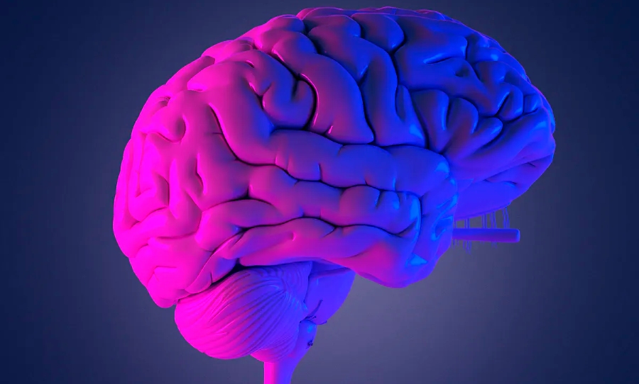 Turns out the human brain is more like a ballsack than any other body part