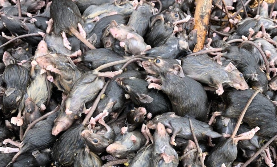 mouse plague