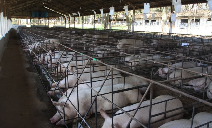 caged animal farming european union EU legislation ban 2027