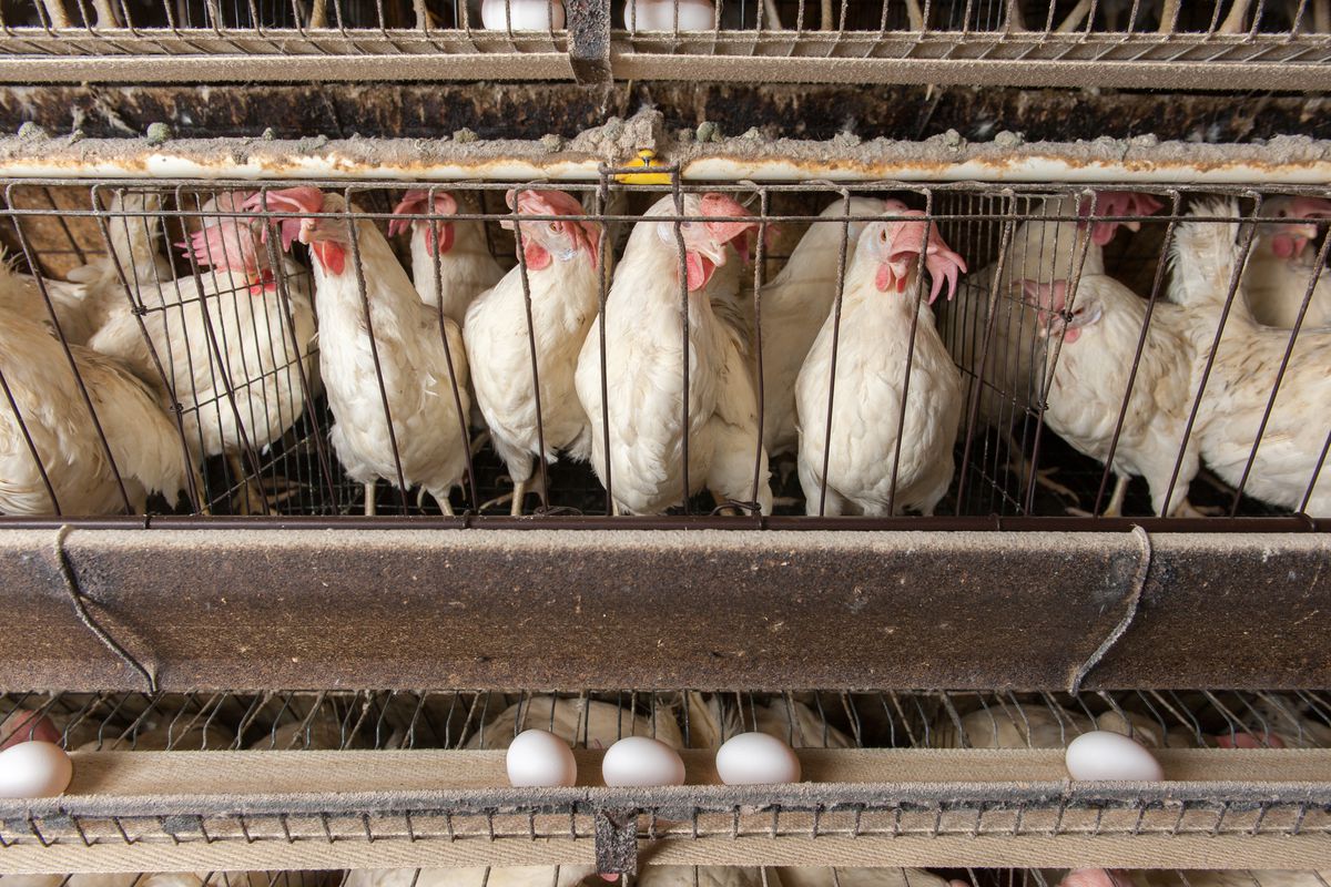 caged-animal-farming-to-be-banned-in-europe-by-2027