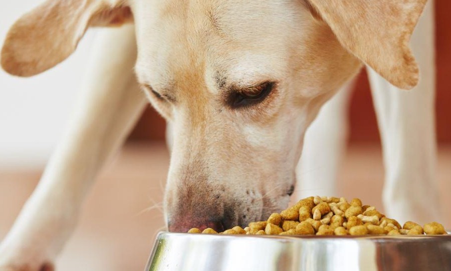 photo of dog eating food