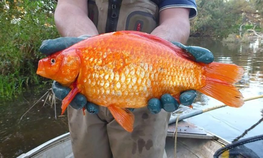 giant-goldfish