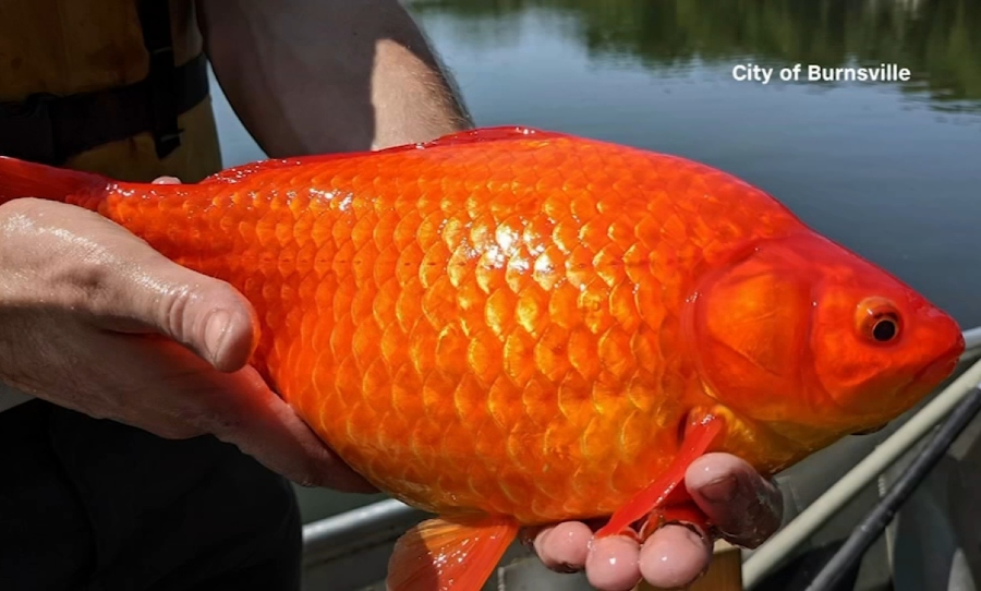 Giant goldfish found in us lake