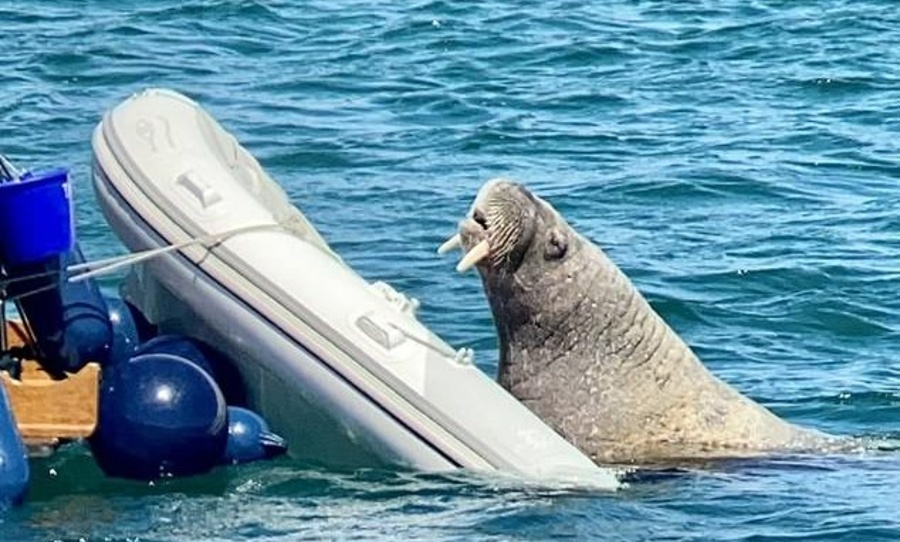 wally the walrus capsized boats arctic global warming