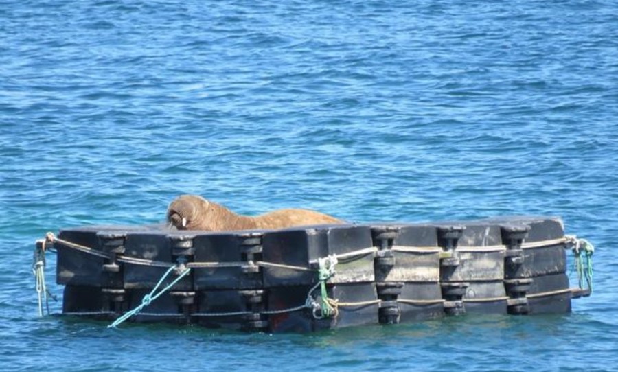 wally the walrus pontoon isle of scilly