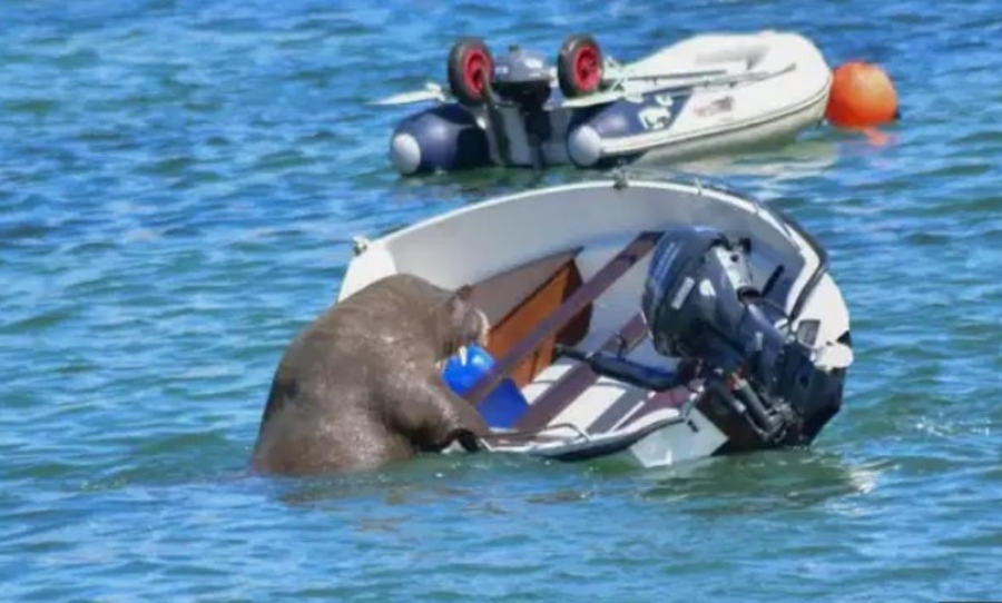 wally the walrus scilly uk capsize boats fisherman