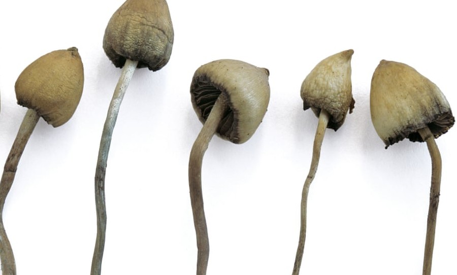 Image of magic mushrooms
