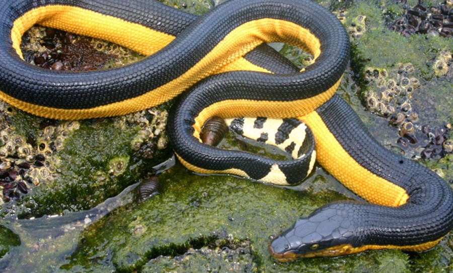 Image of yellow bellied snake