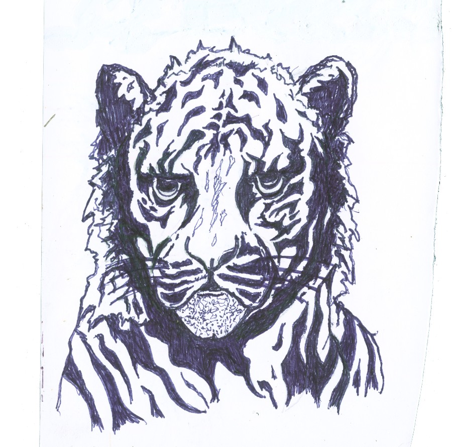 Tiger drawing by Simmons