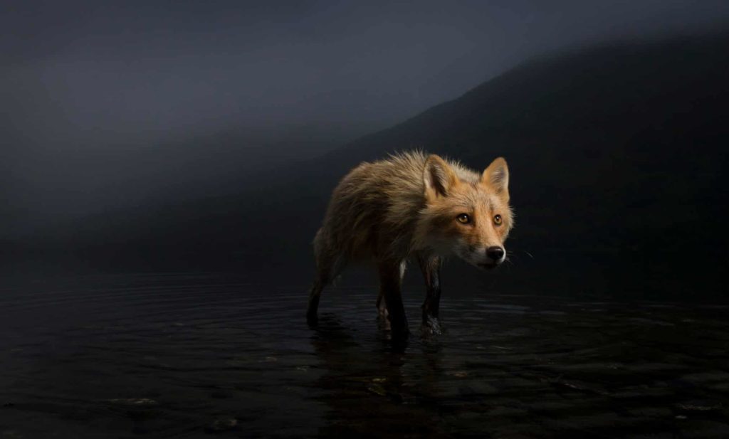 Image: Jonny Armstrong/Wildlife Photographer of the Year/PA