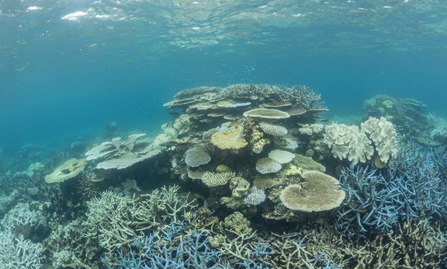 The Great Barrier Reef has lost half its coral since 1995.