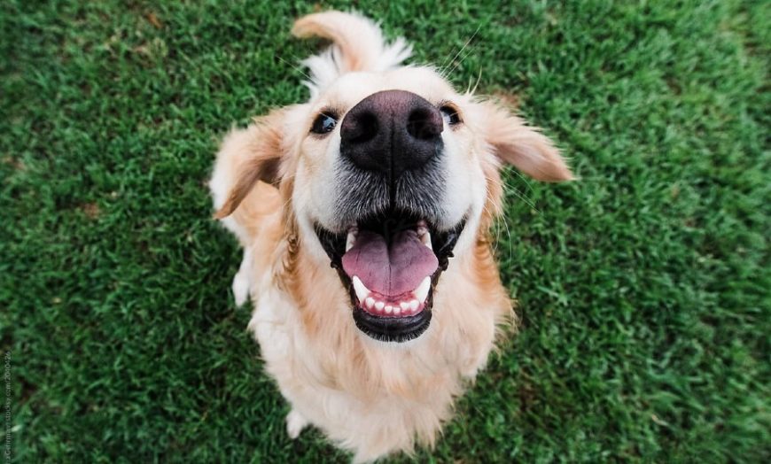 Research shows that some dogs really do have a sense of humour
