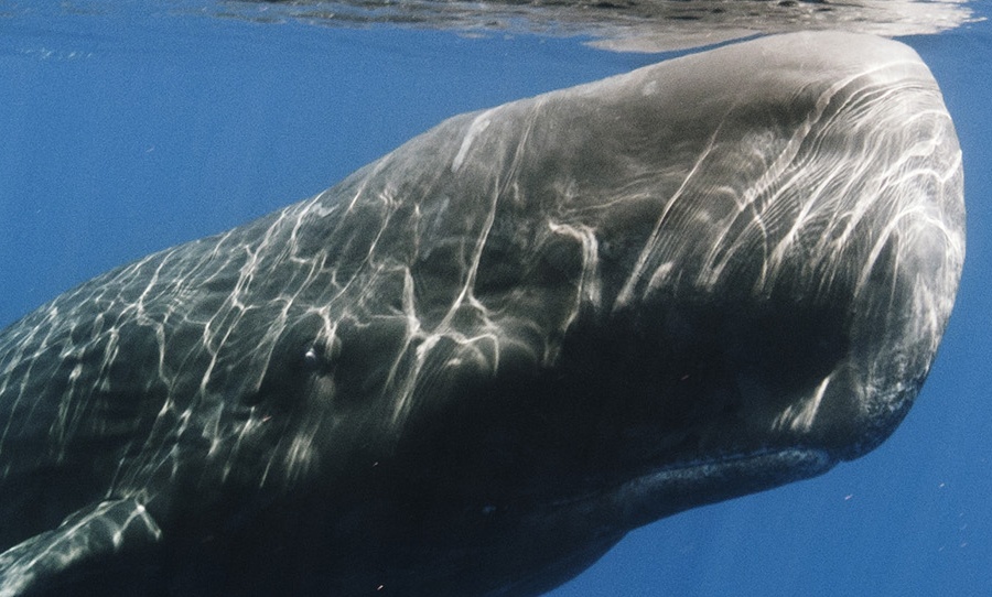 Sperm Whale. Shuttershock: Shane Gross