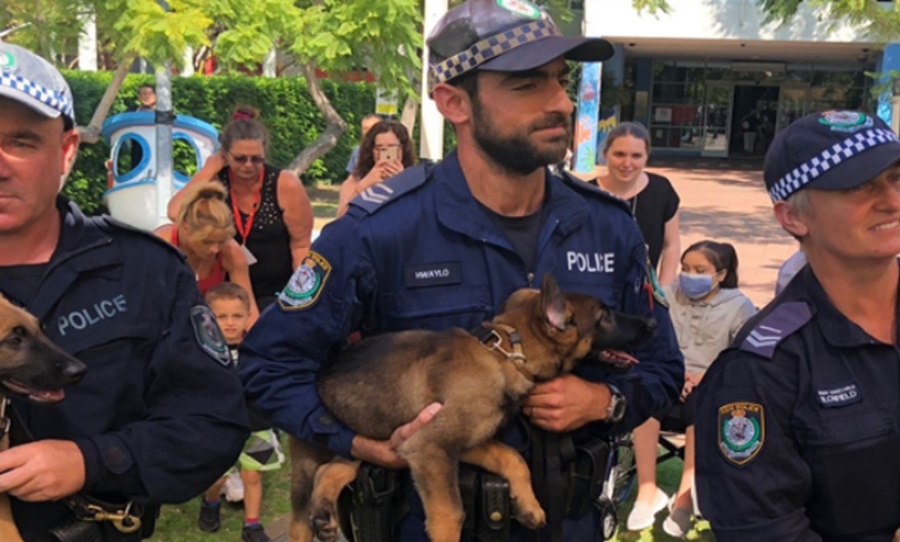 NSW Police puppies