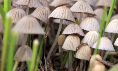 Largest-ever trial of psilocybin for depression yields “groundbreaking ...