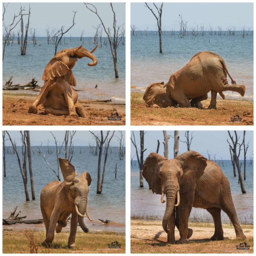 The most meme-able wildlife photographs have been announced!