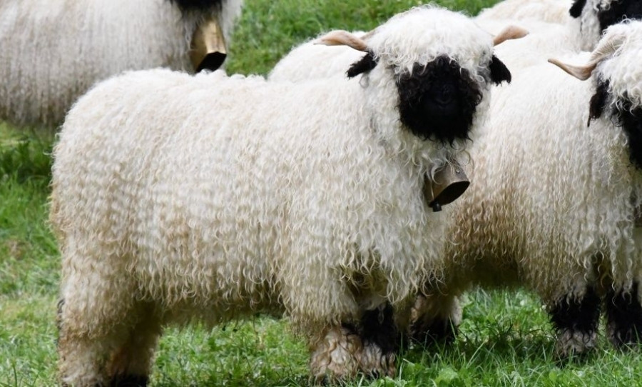 Valais Blacknose Sheep in Switzerland