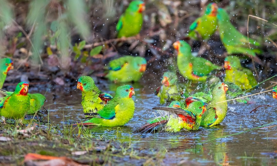 Critically Endangered Swift Parrot
Photo: Tony Clark