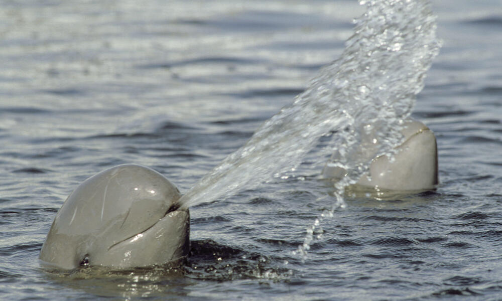 Irrawaddy Dolphin water