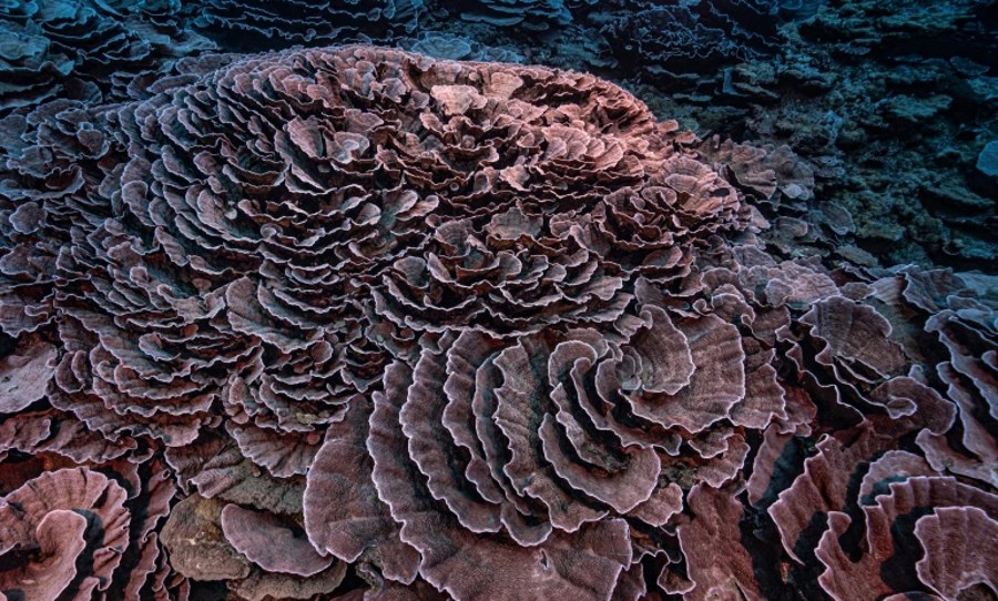Stunning rose-coloured reef in pristine conditions, deeper than typical reef formations