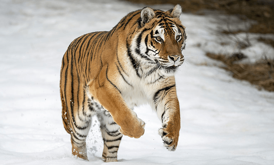 Tigers