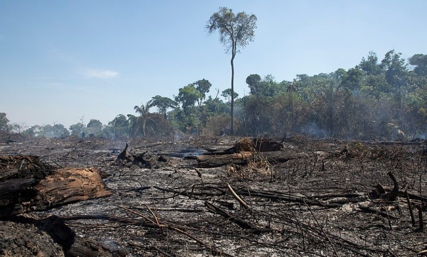 Amazon rainforest may no longer be a rainforest, says report