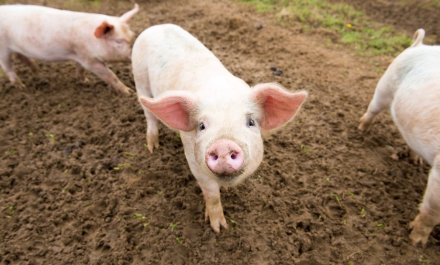 Scientists can understand pig grunts