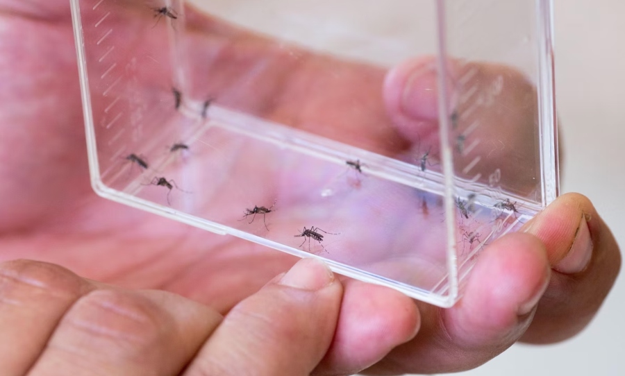 Genetically engineered mosquitos