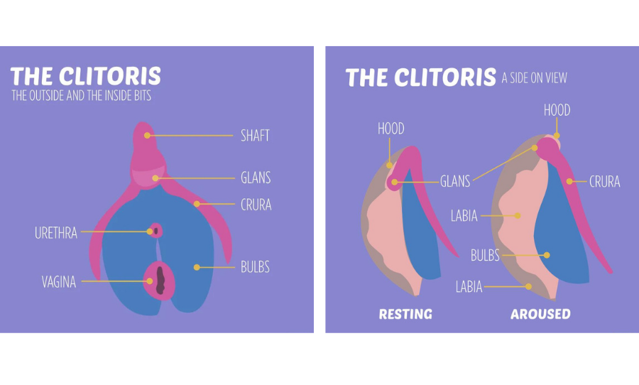 schéma du clitoris