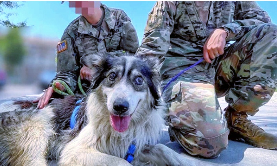 stray dog with soldier