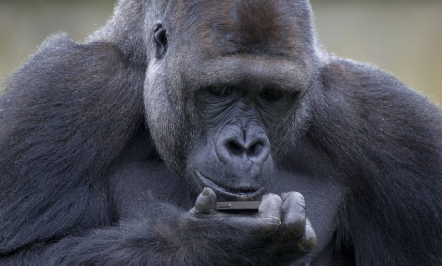 Phone addicted Gorilla