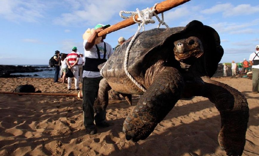 fantastic giant tortoise