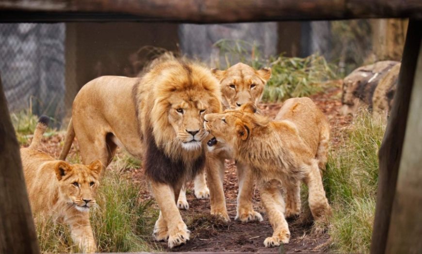 Lions Taronga Zoo