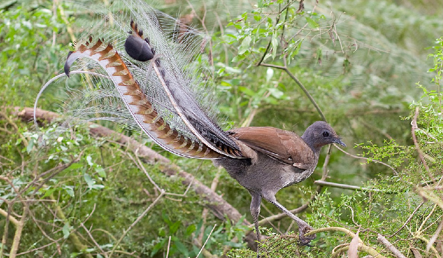 Lyrebird taronga zoo alarm