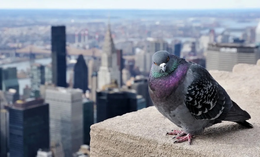 pigeon
