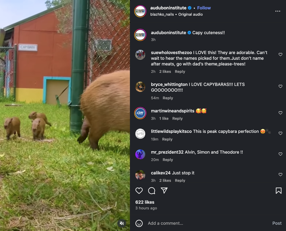 new born capybara pups