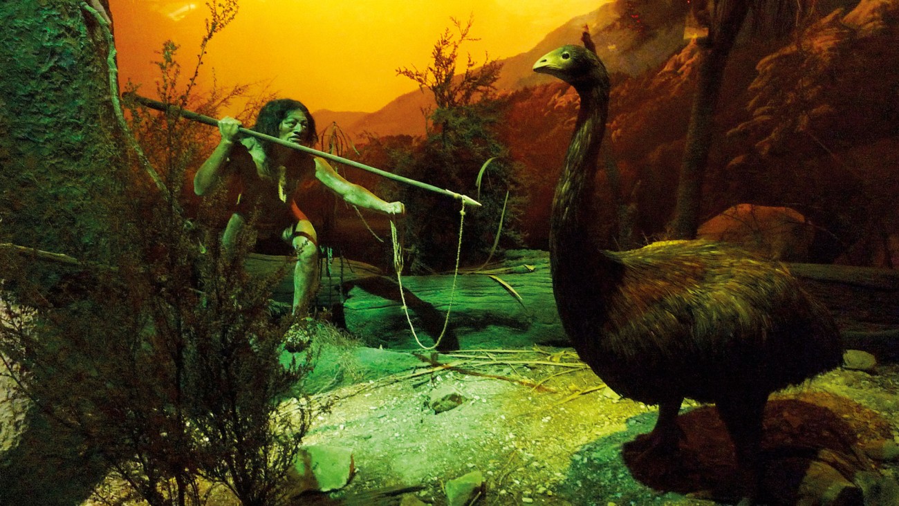 new zealand moa in a museum