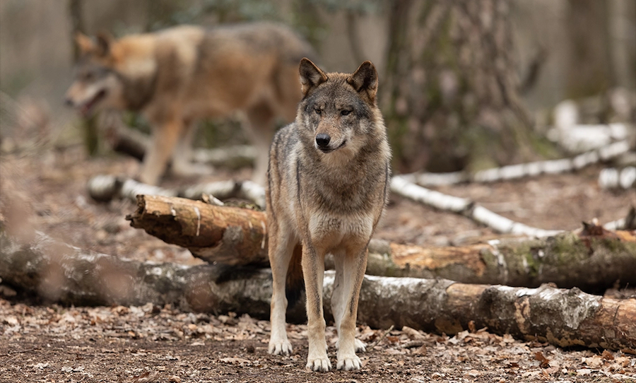 wolves usda